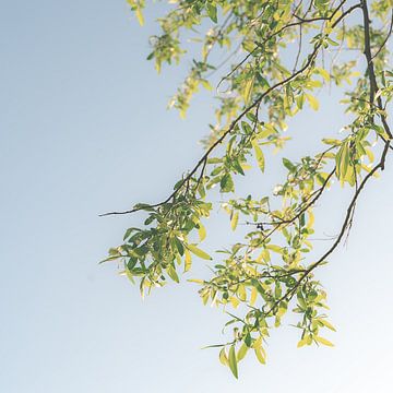 Tree and sky