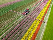 Landbouwonkruidspuiter in een tulpenveld in het voorjaar van Sjoerd van der Wal Fotografie thumbnail