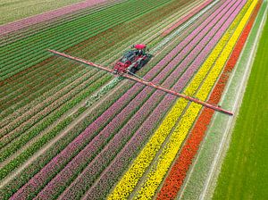 Agricultural weed sprayer in a field of tulips growing during springtime