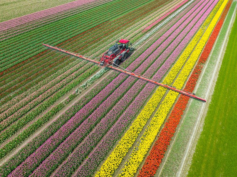 Landbouwonkruidspuiter in een tulpenveld in het voorjaar van Sjoerd van der Wal Fotografie