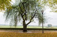 Old rock cherry tree (St Lucie cherry, prunus mahaleb) amid bright orange autumn leaf fall by Sander Groffen thumbnail