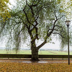 Old rock cherry tree (St Lucie cherry, prunus mahaleb) amid bright orange autumn leaf fall by Sander Groffen