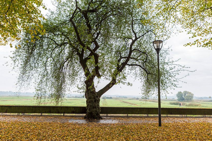 Old rock cherry tree (St Lucie cherry, prunus mahaleb) amid bright orange autumn leaf fall by Sander Groffen