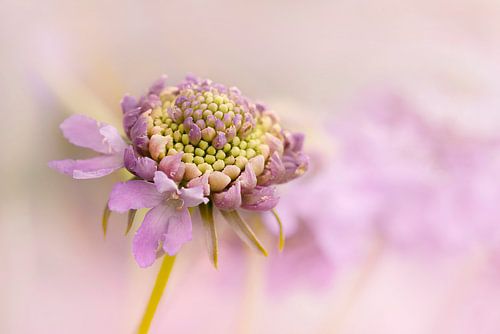 Scabiosa. Natuur close-ups.