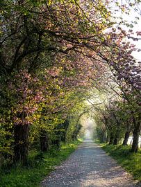 Neerijse 2021 - 4 by Bart Ceuppens