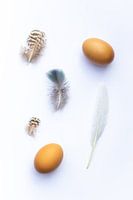 couleur des plumes