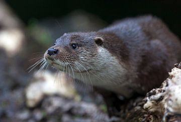 European otter (Lutra lutra) by Dieter Meyrl