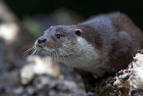 Europese otter (Lutra lutra)