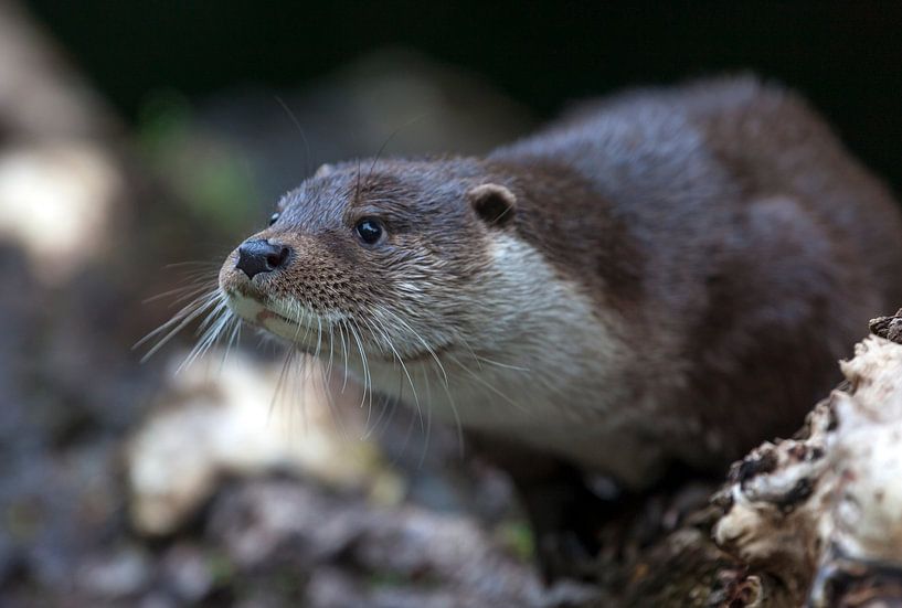Loutre d'Europe (Lutra lutra) par Dieter Meyrl