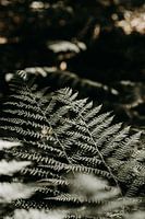 Im Wald