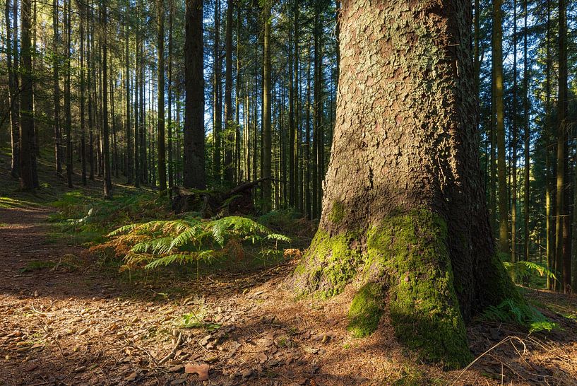Surroundings Sukkertoppen - Skanderborg (Denmark) by Marcel Kerdijk