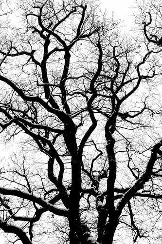 Branches