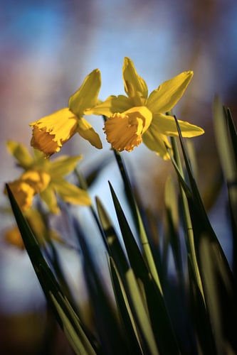 Narzissen