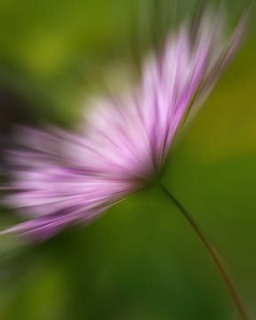 Modern Flower Cosmos Pink van Maneschijn FOTO