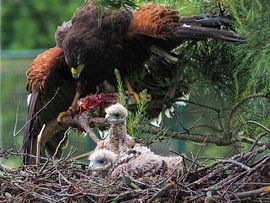 Young Desert Buzzard with Adult Desert Buzzard by Loek Lobel