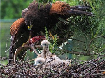 Jonge Woestijnbuizerd met volwassen Woestijnbuizerd van Loek Lobel