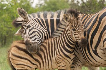 Zebra motherly love by Marijke Arends-Meiring
