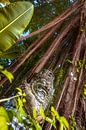 Barong beeld in het oerwoud van Jeroen Langeveld, MrLangeveldPhoto thumbnail