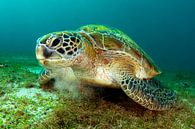 Groene zeeschildpad van Filip Staes thumbnail