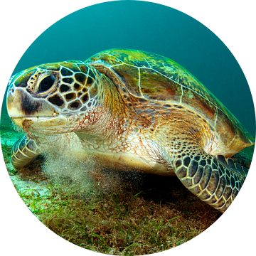 Groene zeeschildpad van Filip Staes