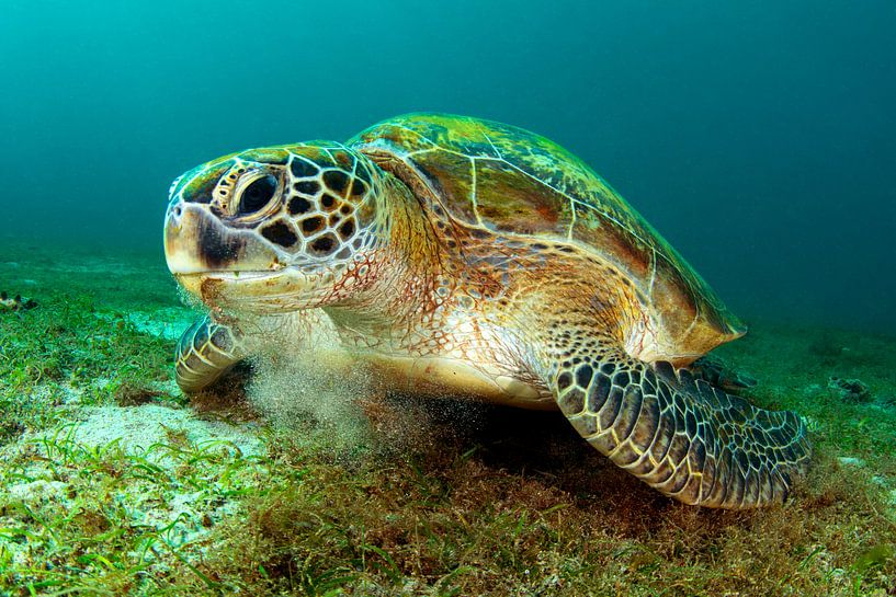 Groene zeeschildpad van Filip Staes