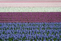 Blauw,  paars, wit en roze hyacinten in bloei