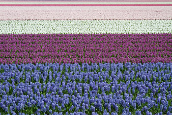 Blue, purple, white and pink hyacinths in bloom