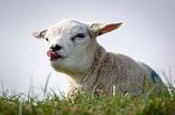 Lamb on Texel by Ronald Timmer thumbnail