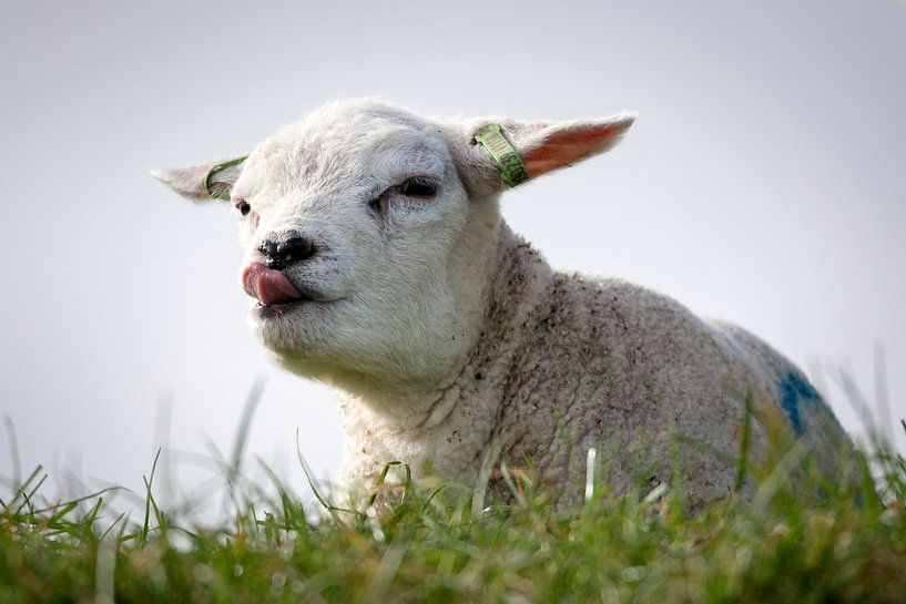 Lamb on Texel by Ronald Timmer