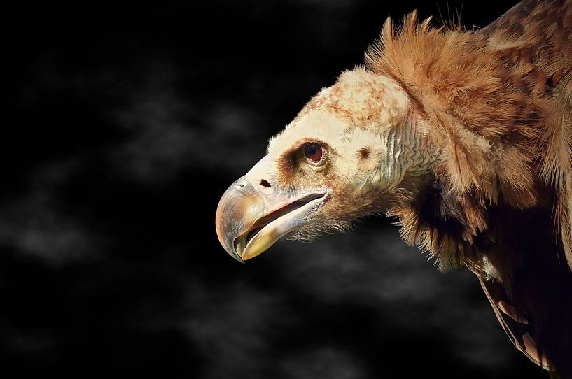 The vulture in flight by Maickel Dedeken