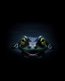 Portrait d'un crapaud
