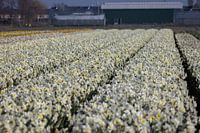 Veldje Narcisse bij Lisse