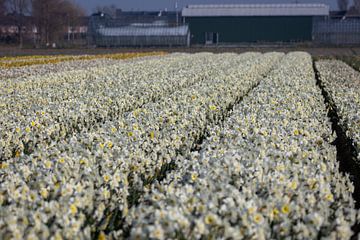 Field Narcissus near Lisse by Erwin van Eekhout