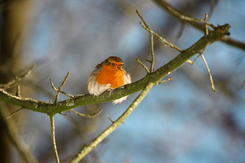 Robins par Kurt Krause