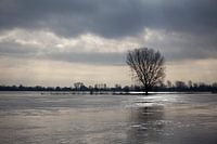 Hoge waterstand in de Maas