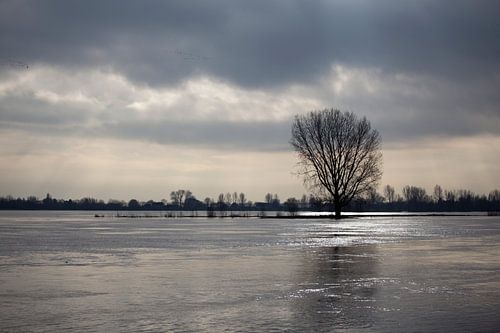 Hoge waterstand in de Maas
