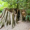 Restant van een eeuwenoude boom op Vancouver Island van Louise Poortvliet