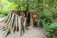 Restant van een eeuwenoude boom op Vancouver Island van Louise Poortvliet thumbnail