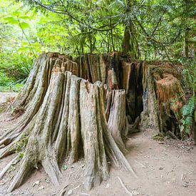 Restant van een eeuwenoude boom op Vancouver Island van Louise Poortvliet