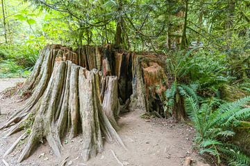 Restant van een eeuwenoude boom op Vancouver Island