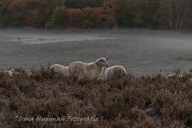 Schafe auf der Heide von Irma Huisman