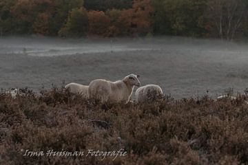 Moutons sur la lande sur Irma Huisman