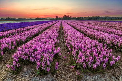 Narcissenveld in de Bollenstreek