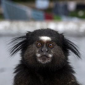 Little monkey by Robert Beekelaar