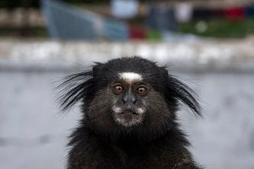 Little monkey by Robert Beekelaar