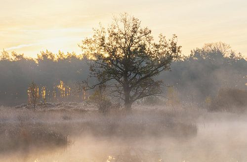 Sunrise Dwingelderveld - The Netherlands (Drenthe)