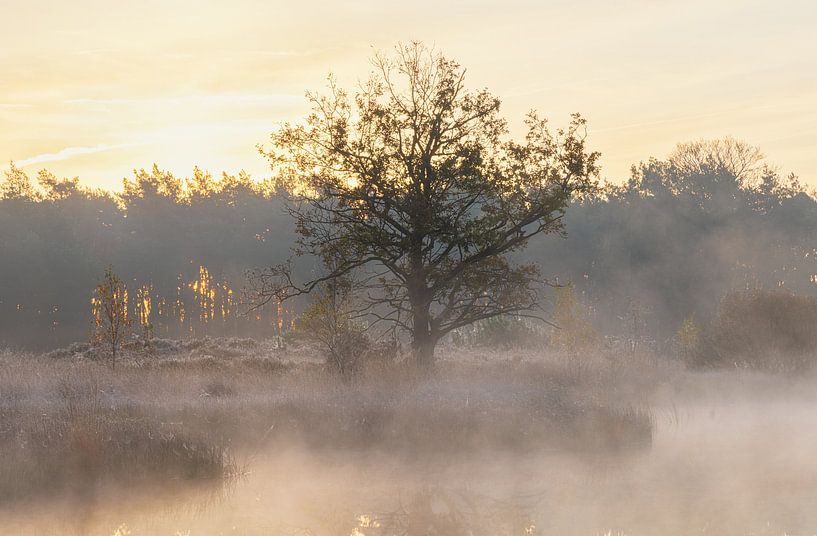 Sunrise Dwingelderveld - The Netherlands (Drenthe) by Marcel Kerdijk