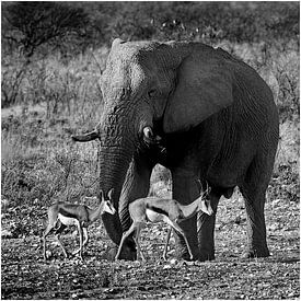 Eléphant avec des impalas sur Henk Langerak