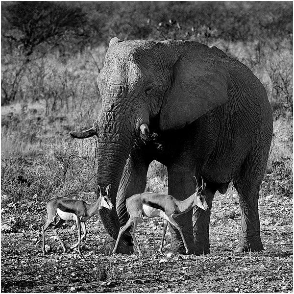 Elephant with impala's by Henk Langerak