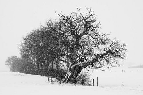 Old chestnut with snow